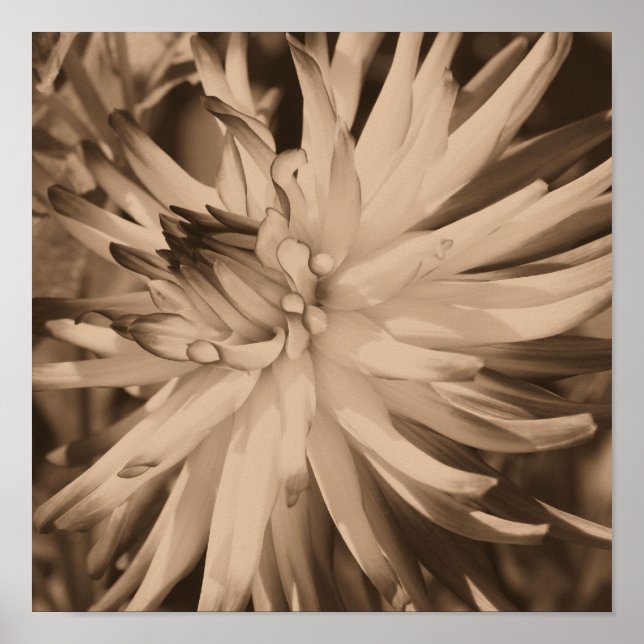 Póster Dahlia Flower Se Acercan En La Vieja Sepia (Frente)
