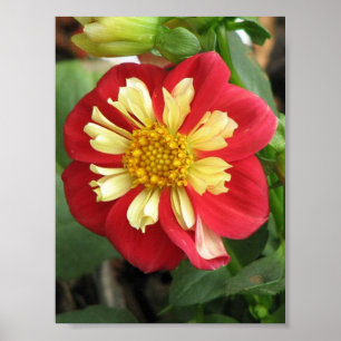 Póster Dahlia Goldalia Scarlet