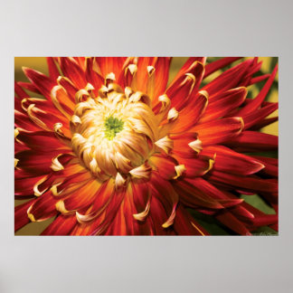 Póster Dahlia - La Radiancia de la Naturaleza