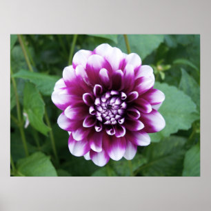 Póster Dahlia morada y blanca