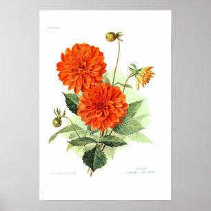 Póster Dahlia 'Naranja de bomberos'