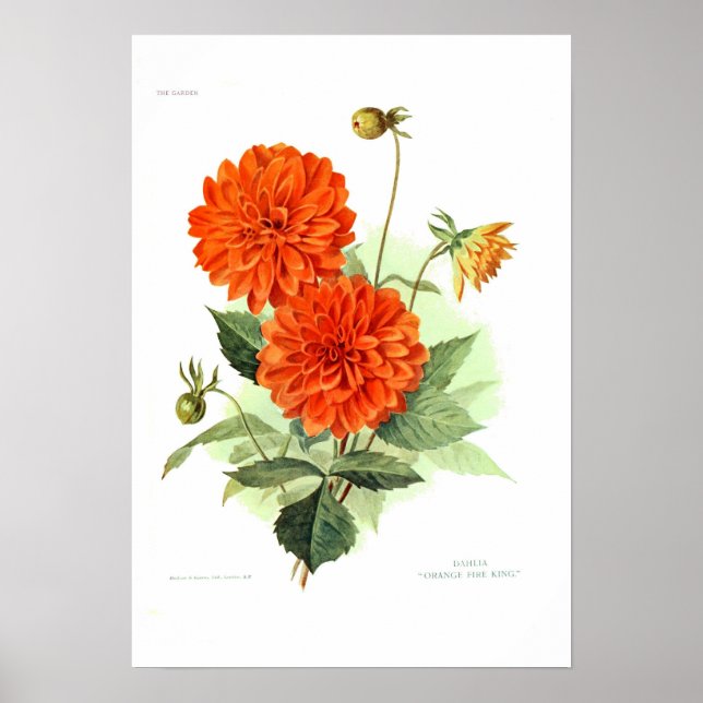 Póster Dahlia 'Naranja de bomberos' (Frente)