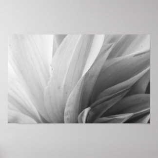 Póster Dahlia Petals Negro y Blanco