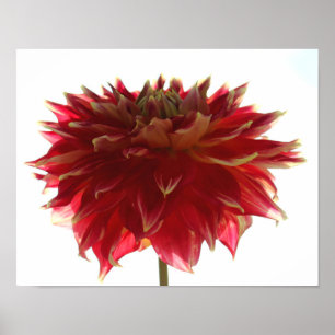 Póster Dahlia Poster