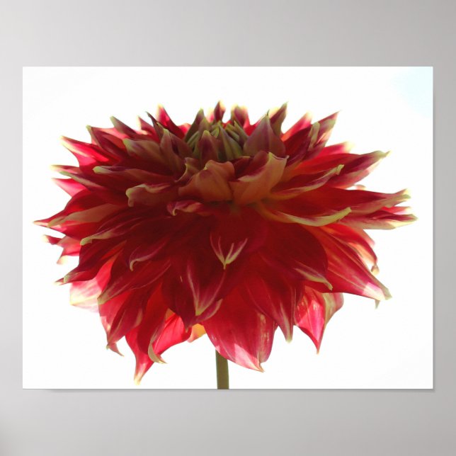 Póster Dahlia Poster (Frente)