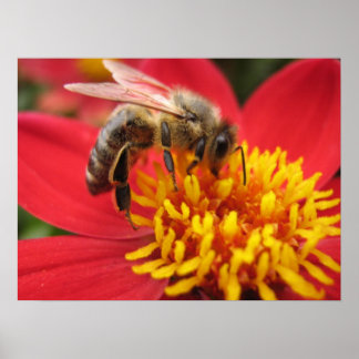 Póster Dahlia (rojo)