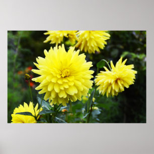 Póster Dahlias amarillas florales