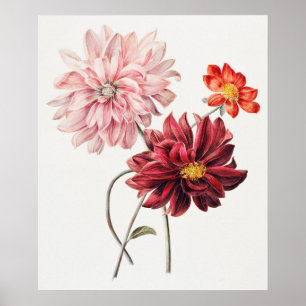 Póster Dahlias de Willem Hekking