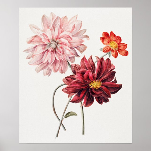 Póster Dahlias de Willem Hekking  (Frente)