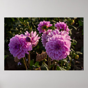 Póster Dahlias, granja dahlia, Canby, Oregón, EE.UU. 5