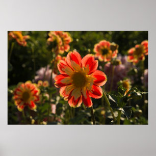 Póster Dahlias, granja de dahlia, Canby, Oregón, EE.UU. 2