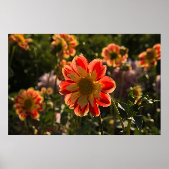 Póster Dahlias, granja de dahlia, Canby, Oregón, EE.UU. 2 (Frente)