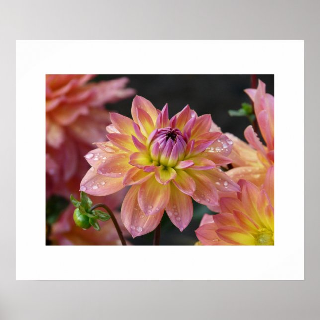Póster Dahlias Poster (Frente)