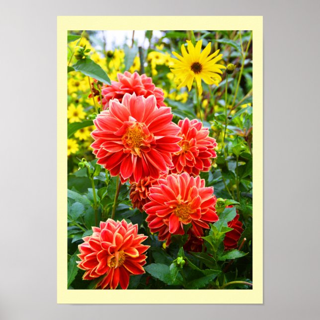 Póster Dahlias rojas florales (Frente)