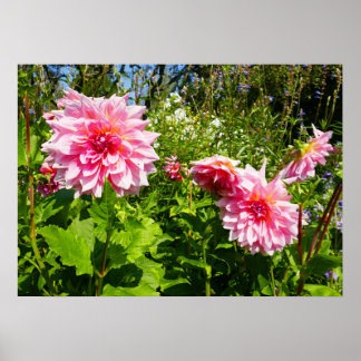 Póster Dahlias rosadas (gota de Otto)