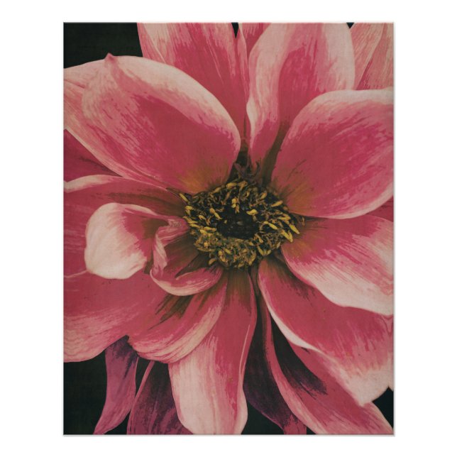 Póster Dahlie (Anverso)