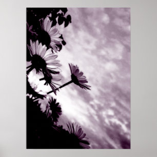 Póster Daisies