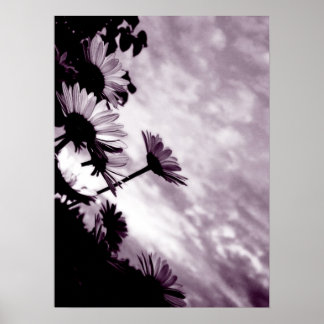 Póster Daisies