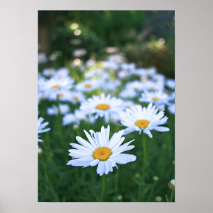 Póster Daisies