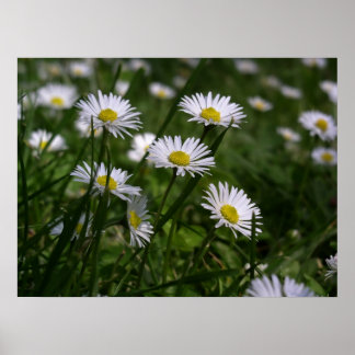 Póster Daisies