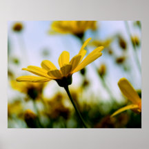 Daisies