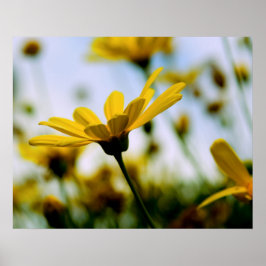 Póster Daisies