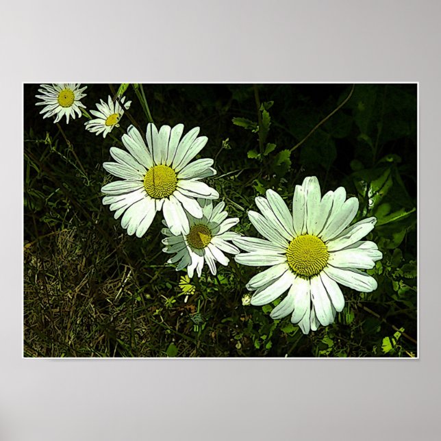 Póster Daisies (Frente)