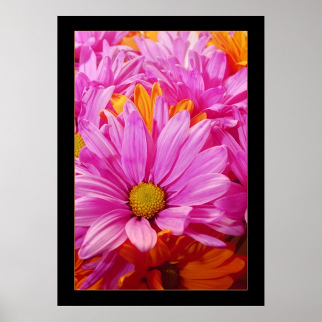 Póster Daisies (Frente)