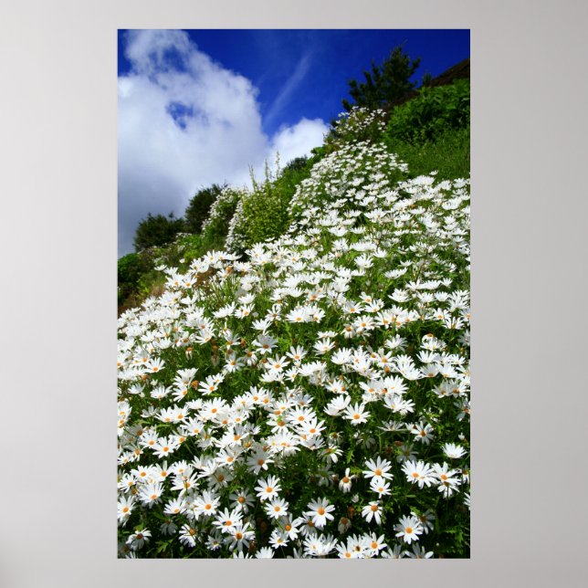 Póster Daisies (Frente)