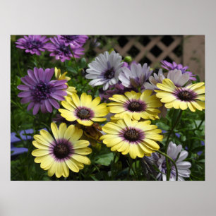 Póster Daisies africanos morados y amarillos