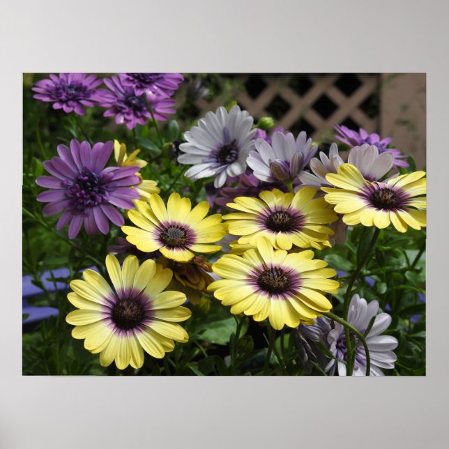 Póster Daisies africanos morados y amarillos (Frente)