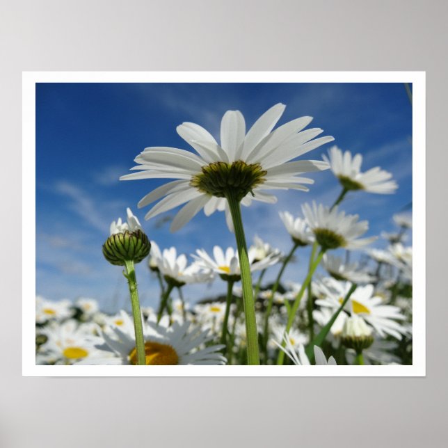 Póster Daisies alcanzando el cielo (Frente)