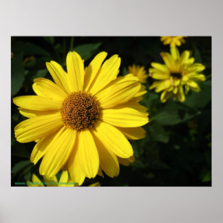 Póster Daisies amarillos