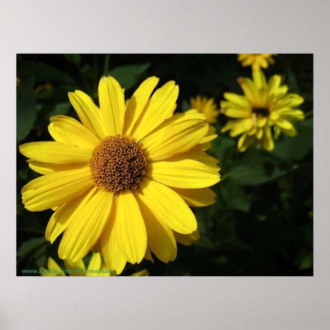Póster Daisies amarillos (Frente)