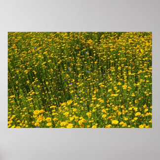 Póster Daisies amarillos