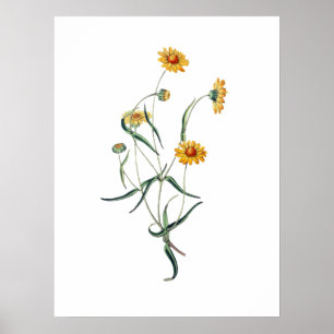 Póster Daisies amarillos Flores salvajes Ilustracion de é