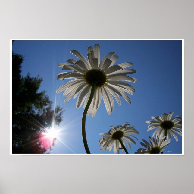 Póster Daisies and Blue Sky (Frente)