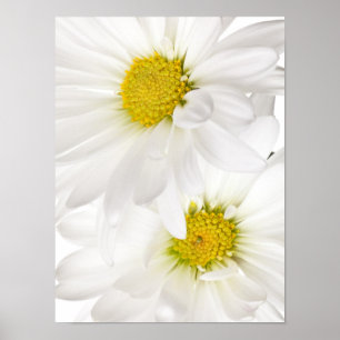Póster Daisies blancos - Plantilla personalizada de flore