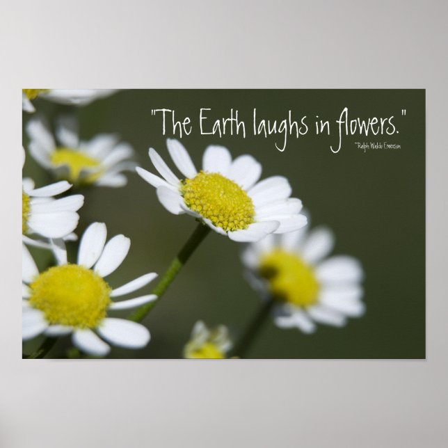 Póster Daisies blancos salvajes (Frente)