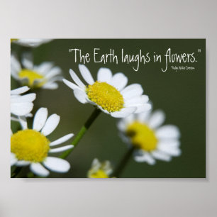 Póster Daisies blancos salvajes