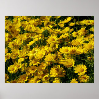 Póster Daisies de la Corona / Coronario de crisantemo