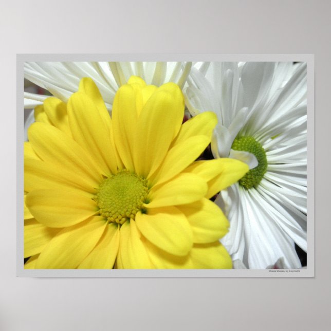 Póster Daisies de margarita blanca amarilla flores foto (Frente)