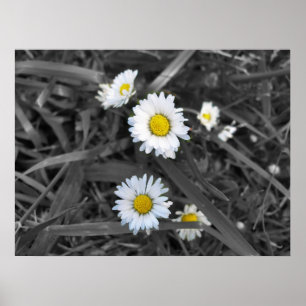 Póster Daisies en blanco negro y amarillo