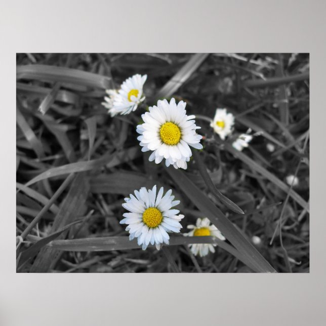 Póster Daisies en blanco negro y amarillo (Frente)