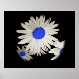 Póster Daisies flotantes