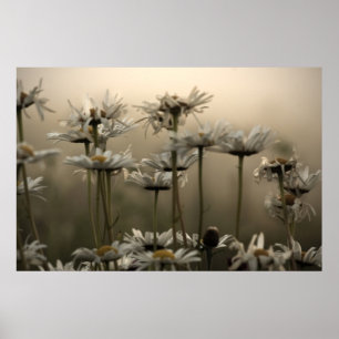 Póster Daisies In The Fog fino art print