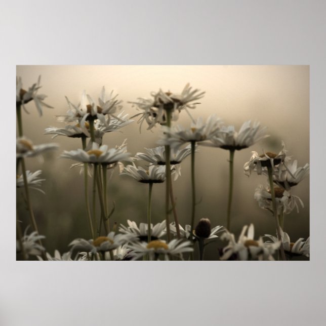 Póster Daisies In The Fog fino art print (Frente)