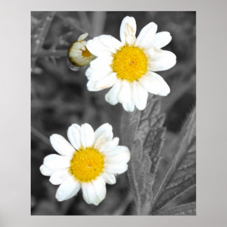 Póster Daisies Poster