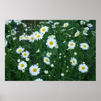 Póster Daisies Poster
