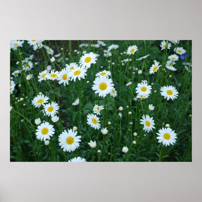 Póster Daisies Poster (Frente)